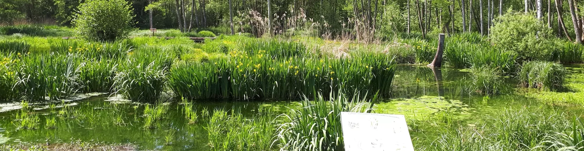 Marais du Moulin de la Porte (Loiret)