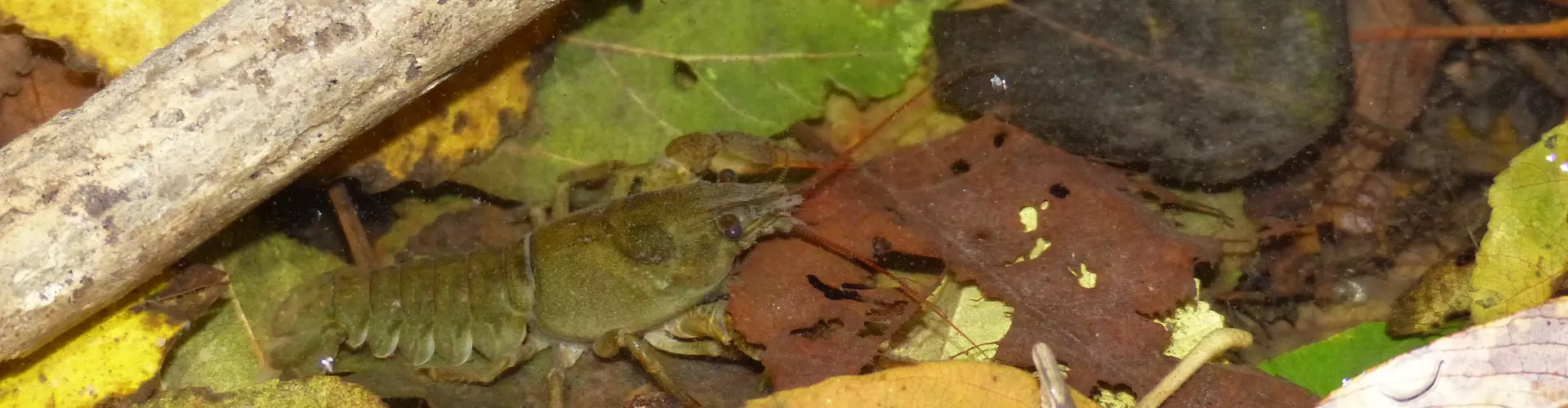 Découverte de la Faune avec le SMORE