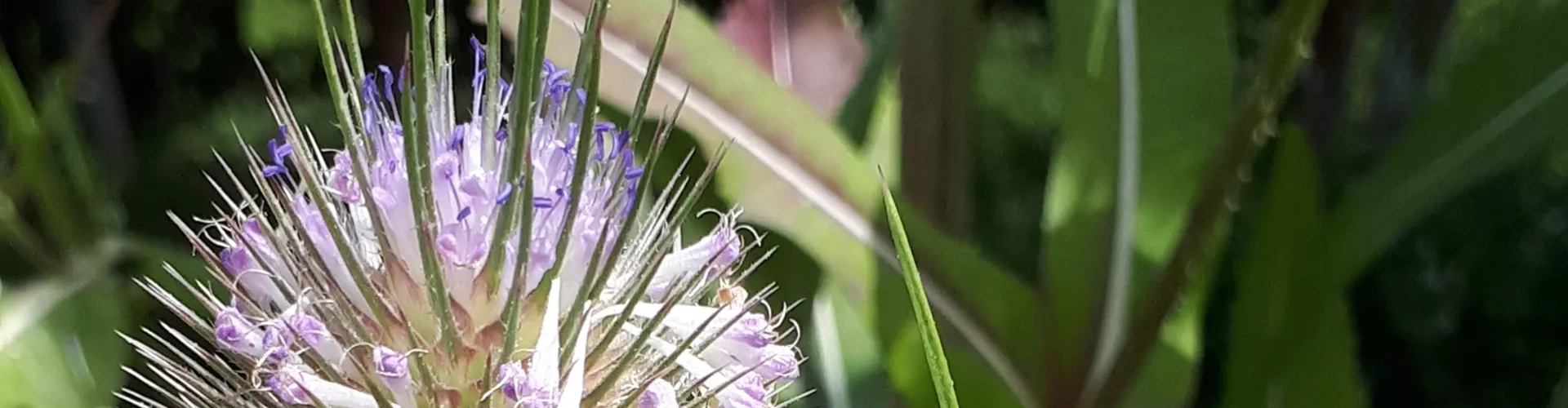 La Flore présentée par le SMORE