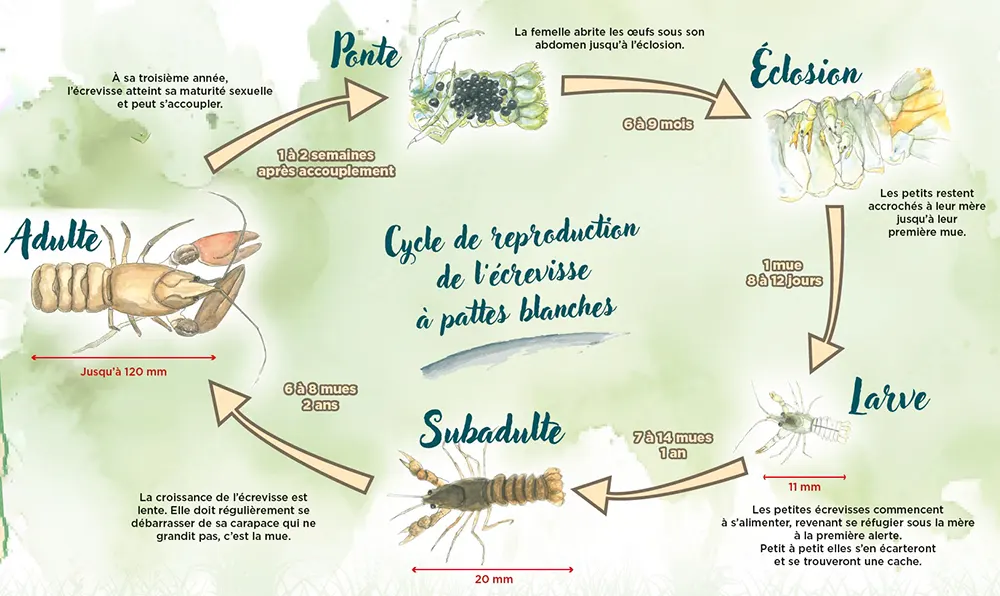 dessin sur le cycle de l'écrevisse