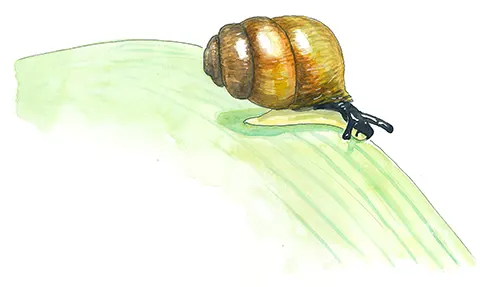 illustration escargot