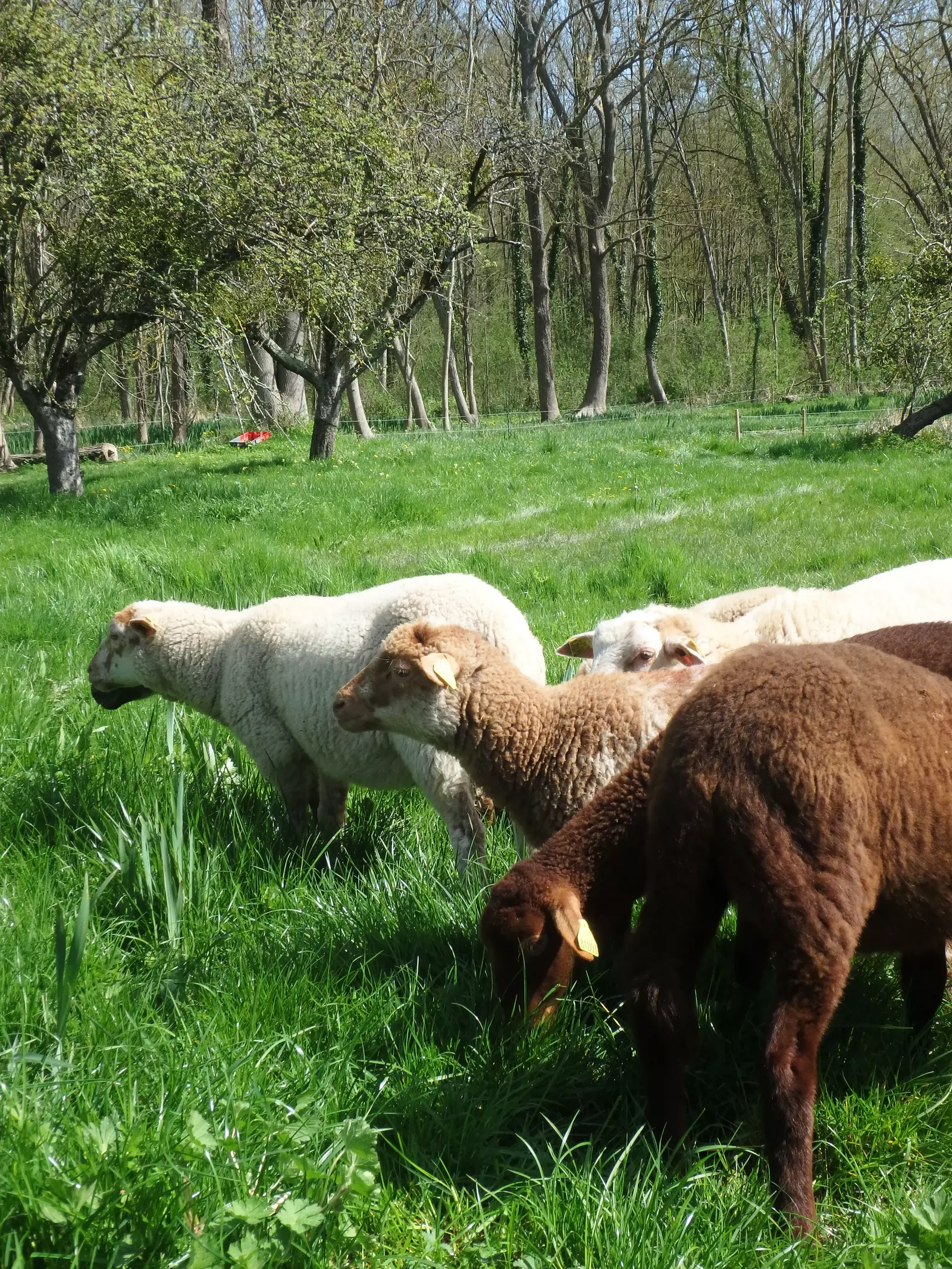 photo de moutons dans un paturage