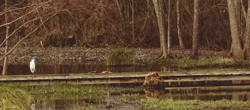 DECOUVERTE DES OISEAUX HIVERNANTS